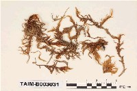 藏品(柳葉苔科)的圖片